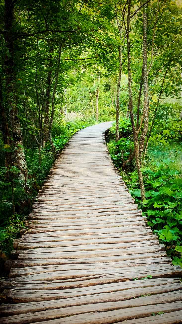 Path forest